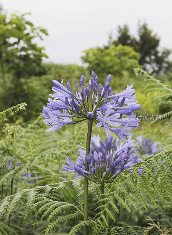 Agapanthus 花 (Agapanthsu Africanus)